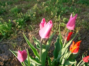 tulipánok, imádom Őket