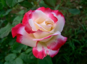 Ő a kedvenc rózsám az idén