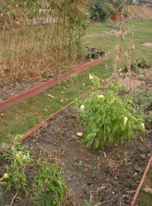 A paprika bírja még a hideget